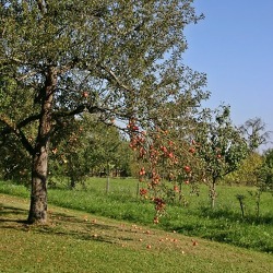 Alternativer Obstbau – Streuobstwiesen richtig pflegen - Altbaumpflege 