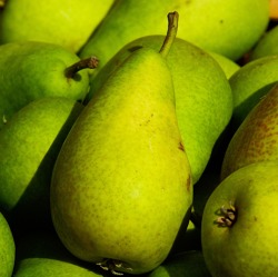 Leimringe gegen Raupen - Jetzt anbringen, um Eiablage zu verhindern