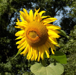 Wer hat Lust auf Blumen und möchte Selbstversorger mitObst und Gemüse zu werden?